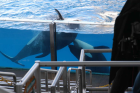 thumbs/seaworld 086.png